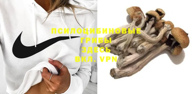 Галлюциногенные грибы Psilocybe  наркотики  Кушва 